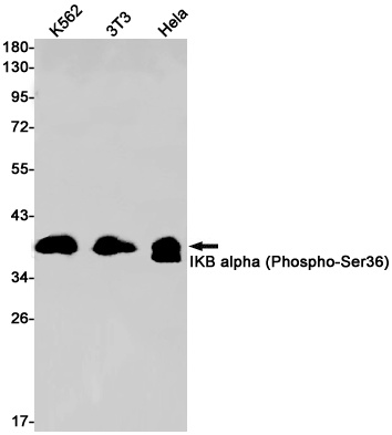 NFKBIA Antibody