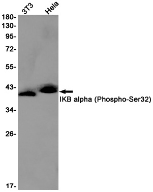 NFKBIA Antibody