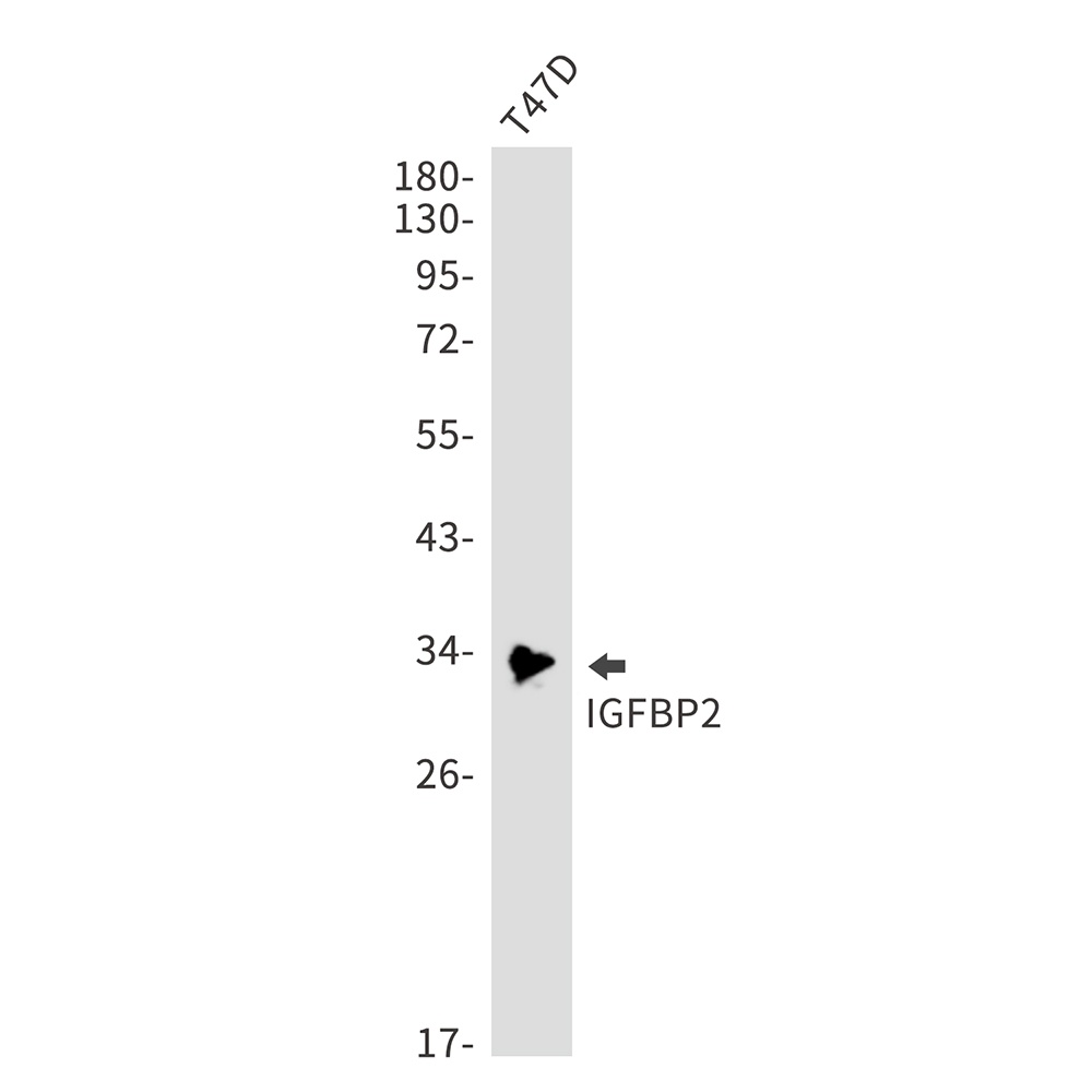IGFBP2 Antibody