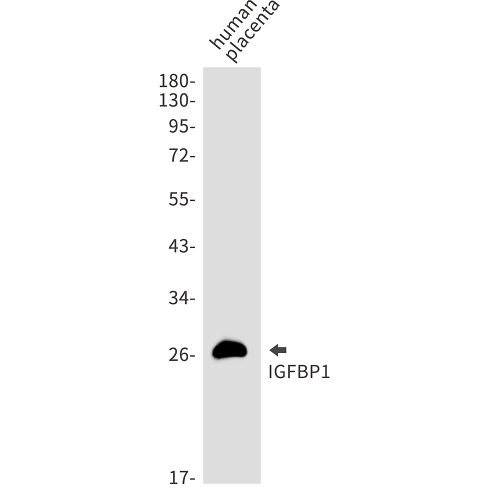 IGFBP1 Antibody