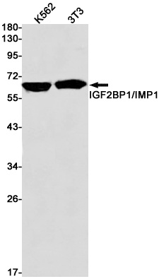 IGF2BP1 Antibody