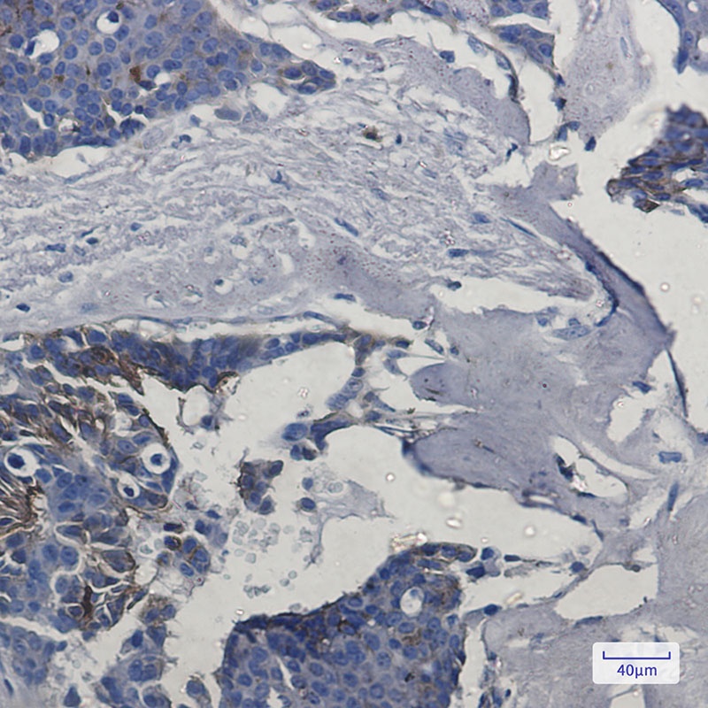 IFITM1 Antibody