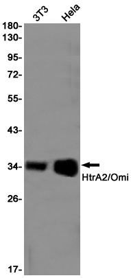 HtrA2/Omi Rabbit Monoclonal Antibody