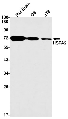 HSPA2 Antibody
