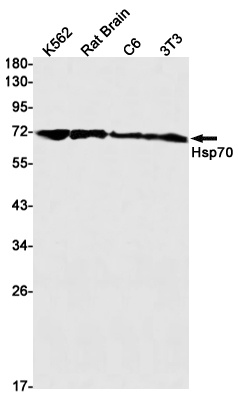 HSPA1A Antibody