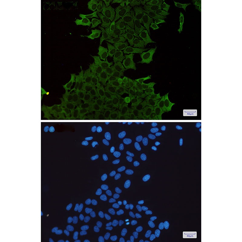 HSPA1A Antibody