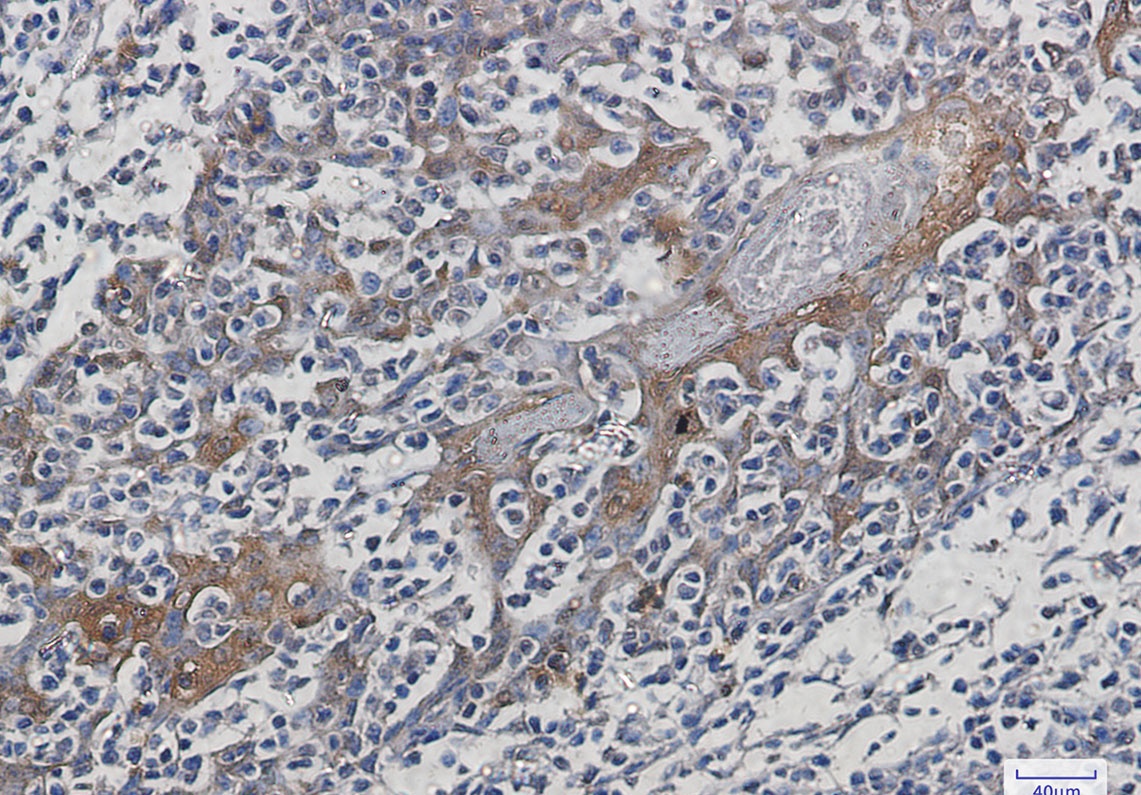 HSPA1A Antibody