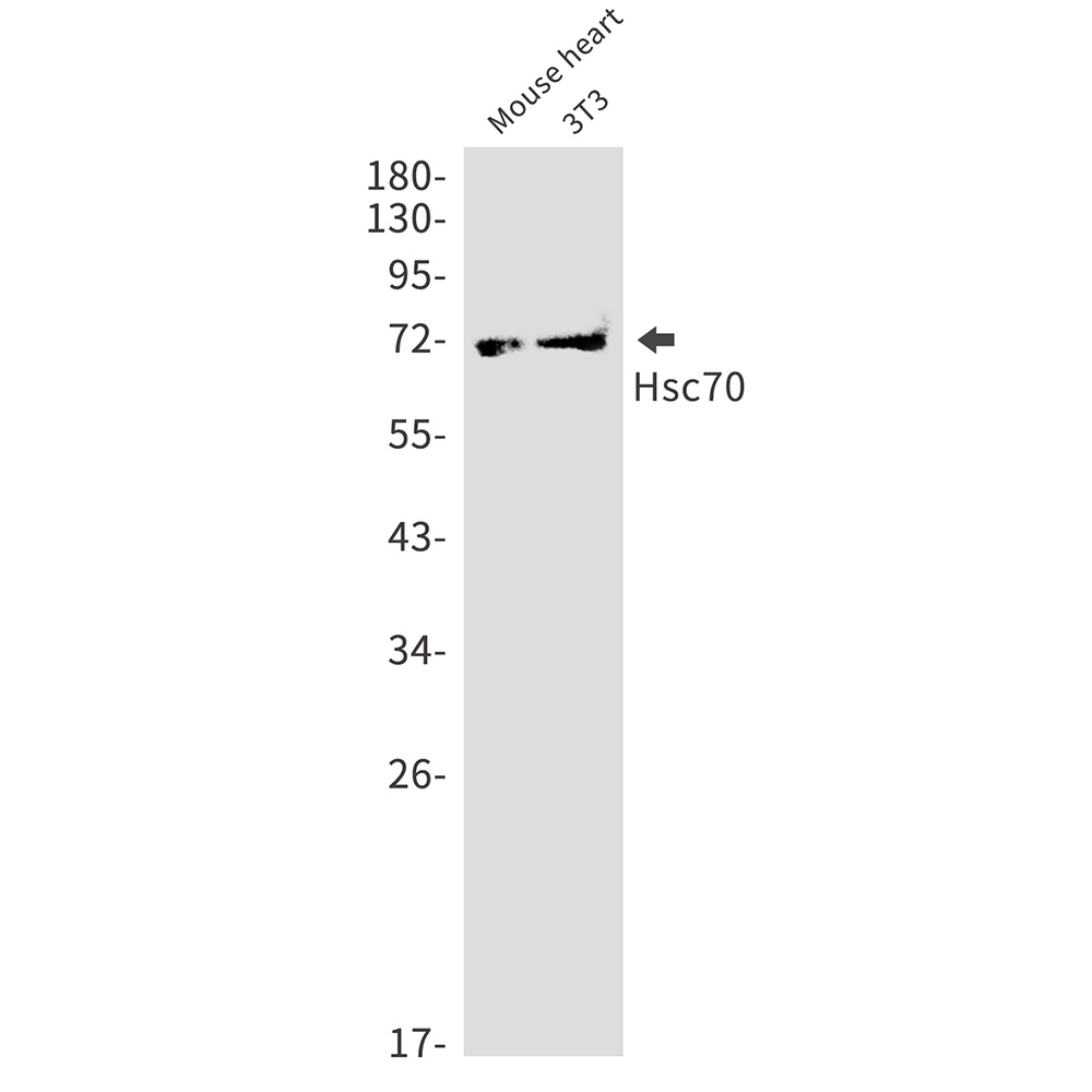 HSPA8 Antibody