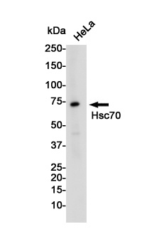HSPA8 Antibody