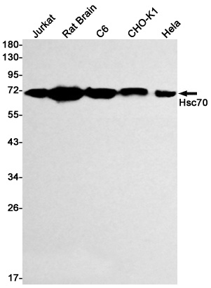 HSPA8 Antibody