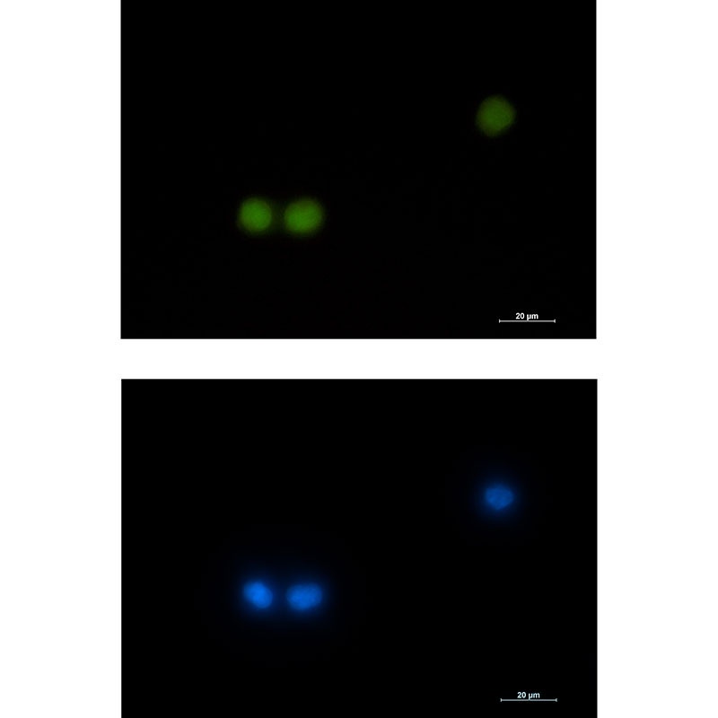HOXB4 Antibody