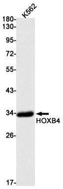 HOXB4 Antibody