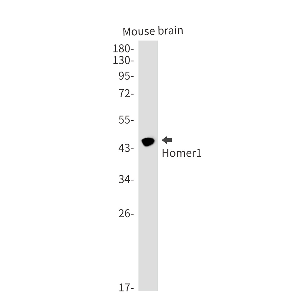 HOMER1 Antibody