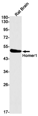 HOMER1 Antibody