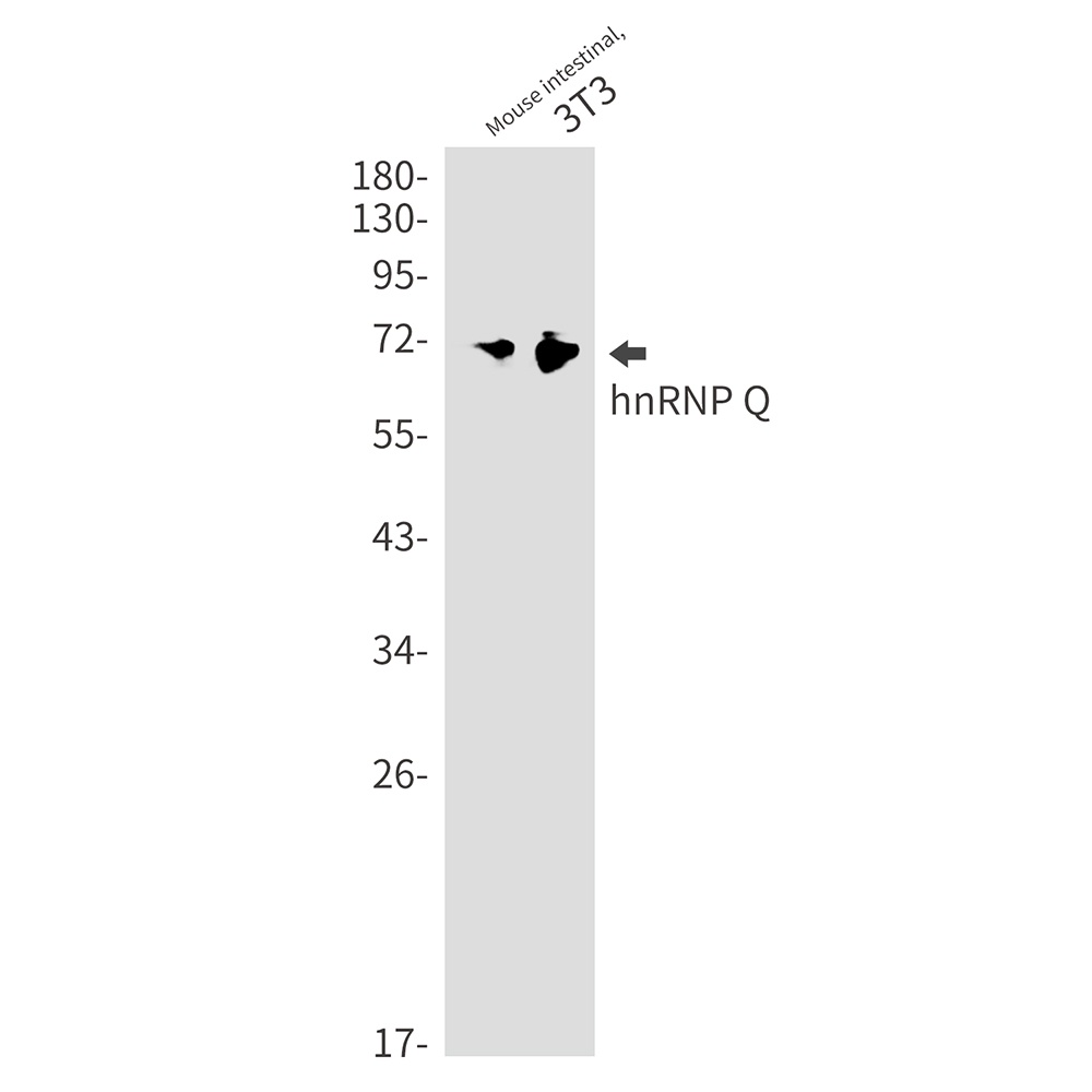 SYNCRIP Antibody
