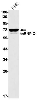 SYNCRIP Antibody