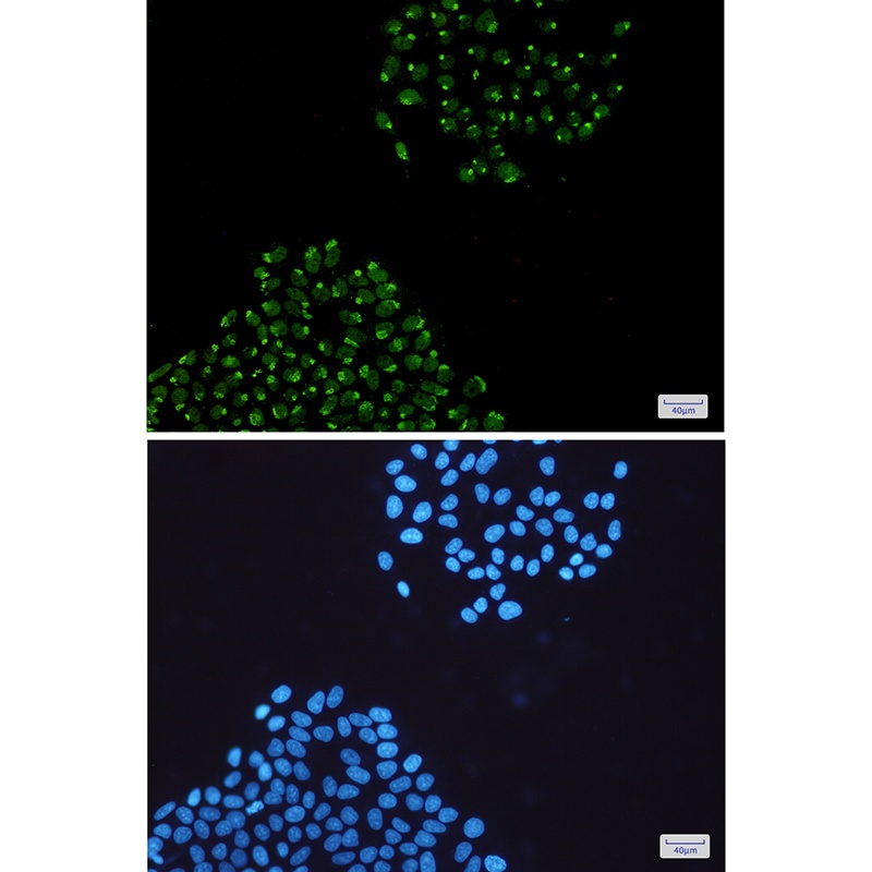 SYNCRIP Antibody
