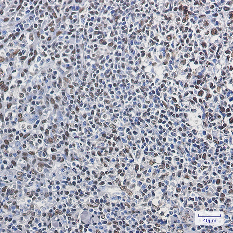 SYNCRIP Antibody