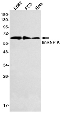 HNRNPK Antibody