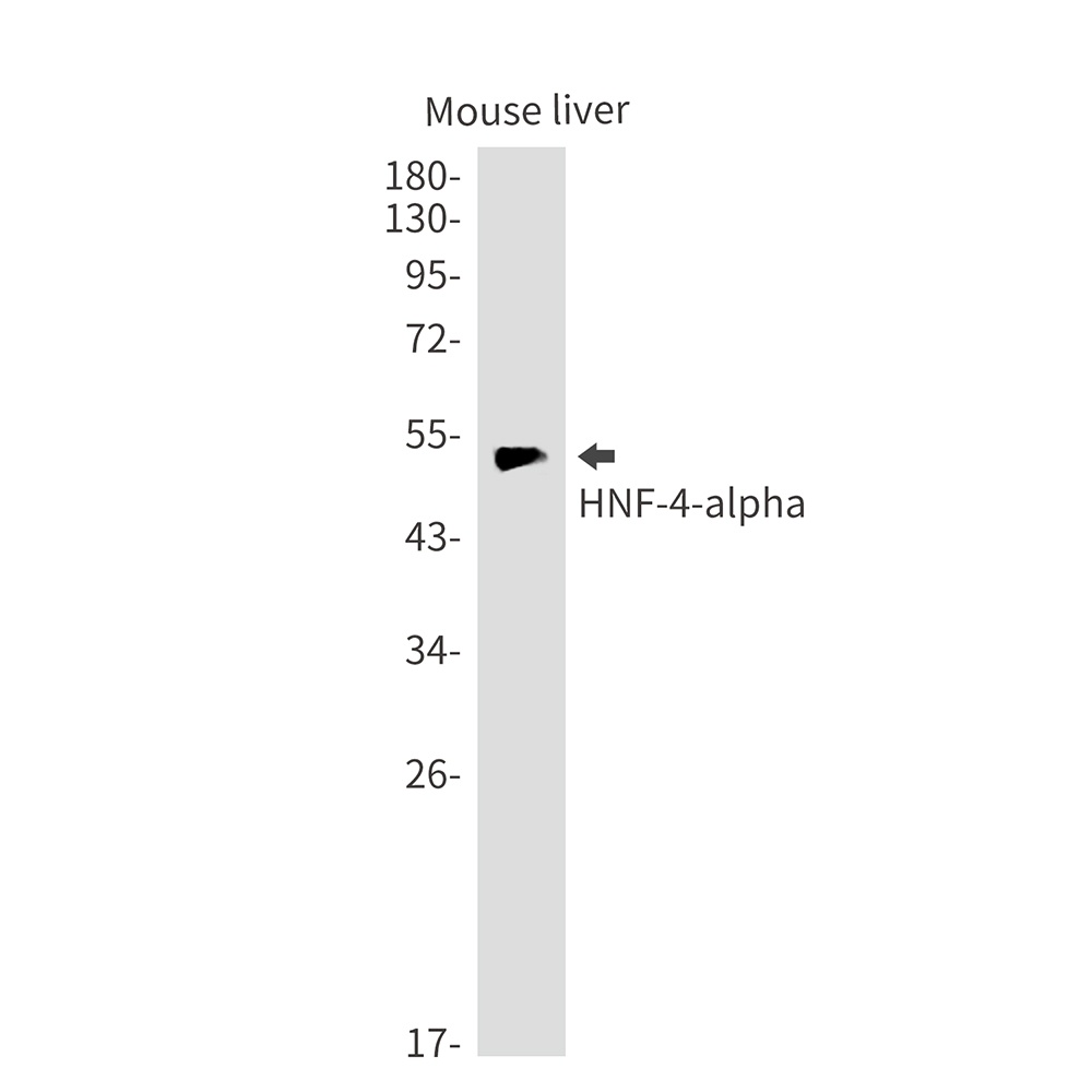 Hnf4A Antibody