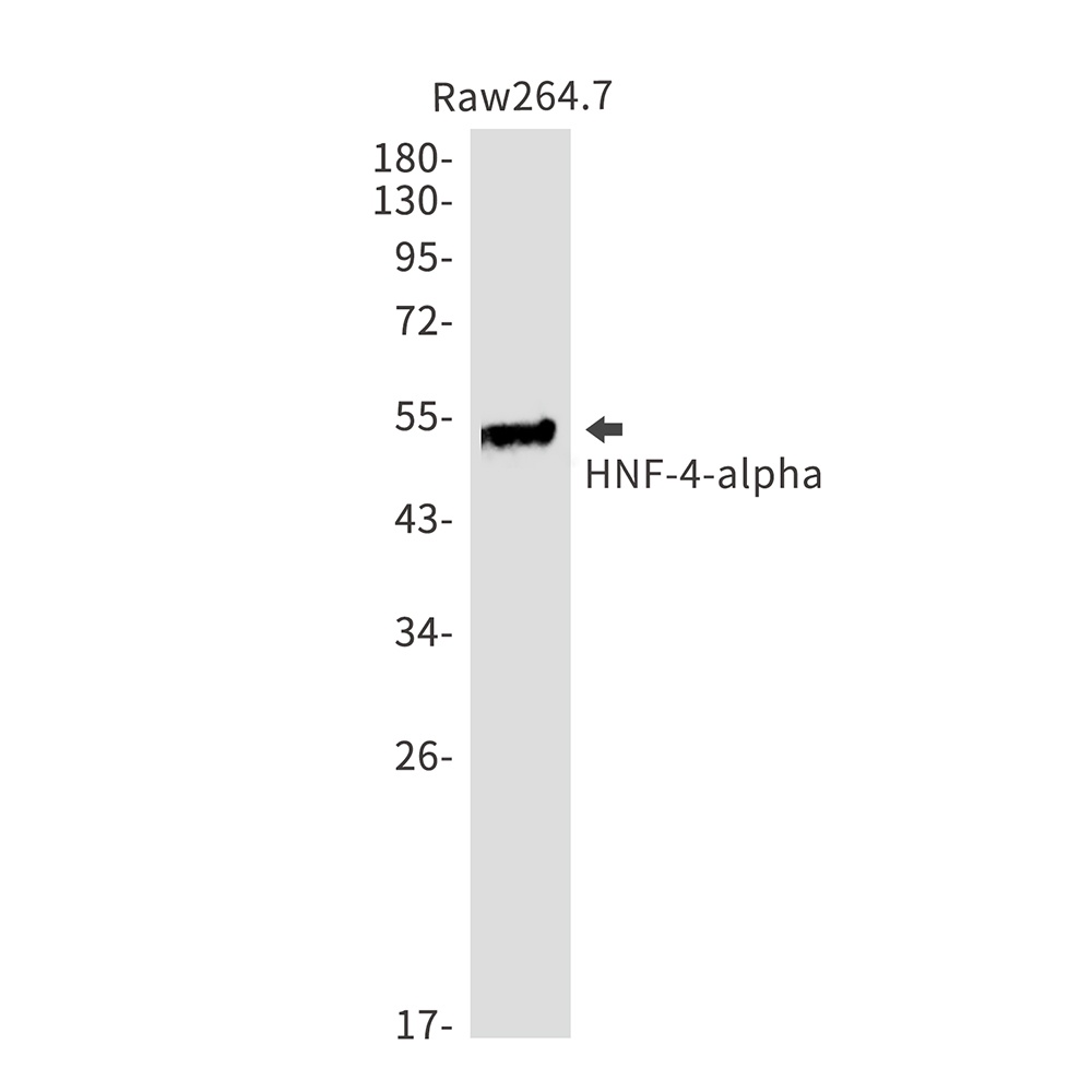 Hnf4A Antibody