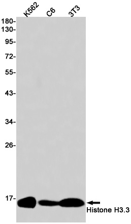 H3-3A Antibody