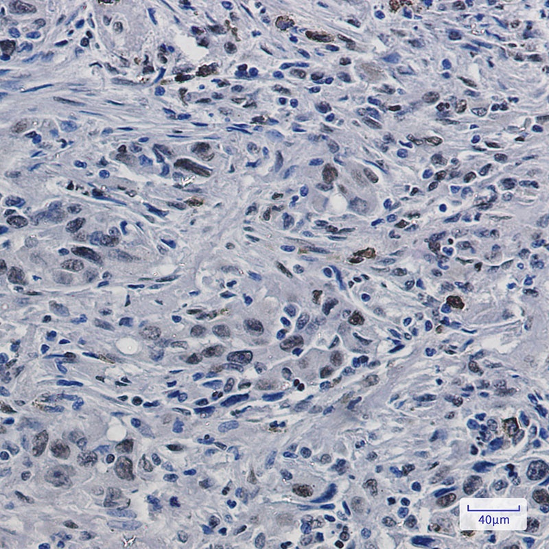 H3-3A Antibody