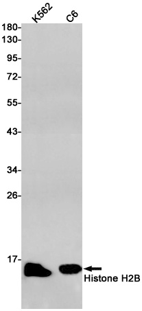 Histone H2B Rabbit mAb