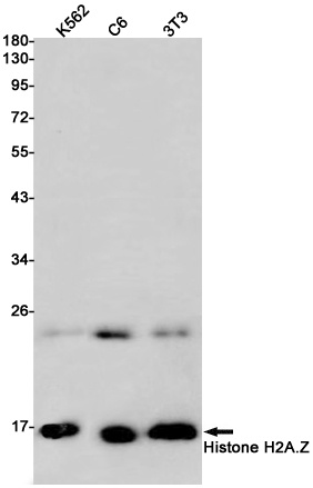 Histone H2A.Z Rabbit mAb