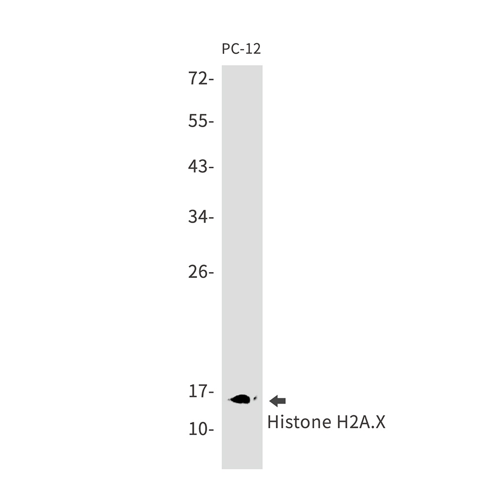 H2AX Antibody