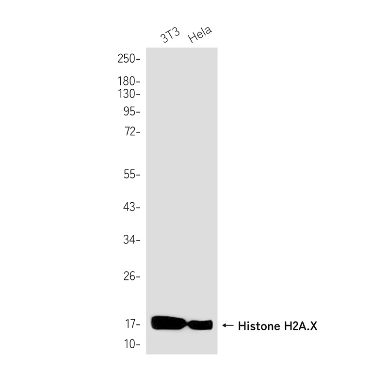 H2AX Antibody