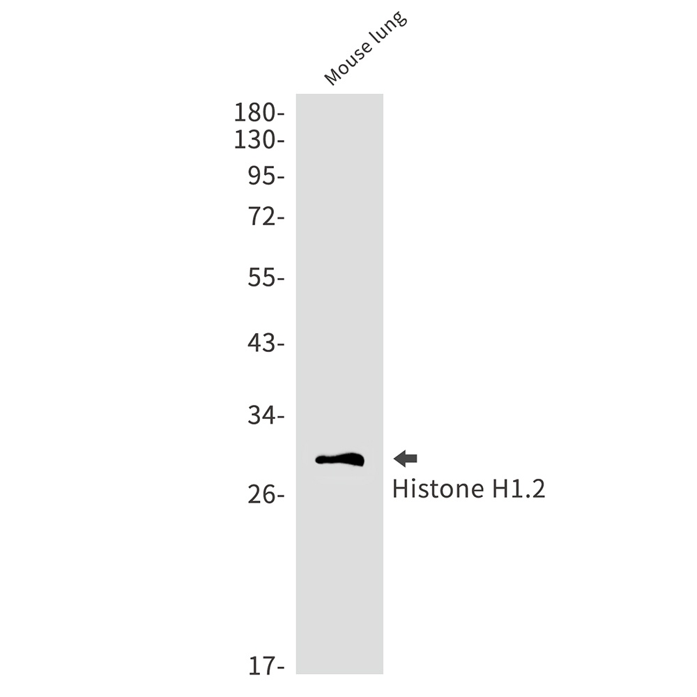 H1-2 Antibody