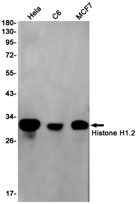 H1-2 Antibody
