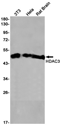 HDAC3 Rabbit Monoclonal Antibody