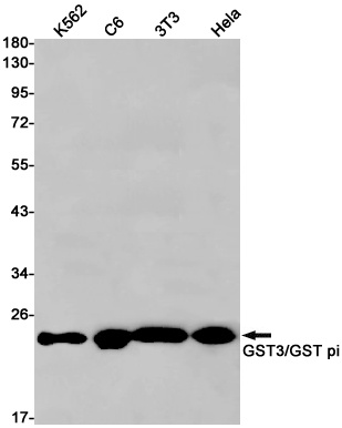 GSTP1 Antibody