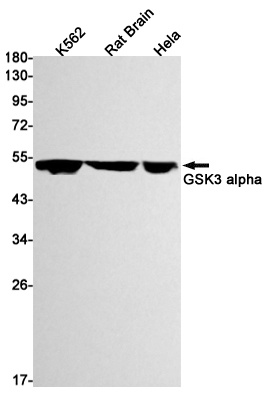 GSK3 alpha Rabbit mAb