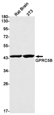 GPRC5B Antibody