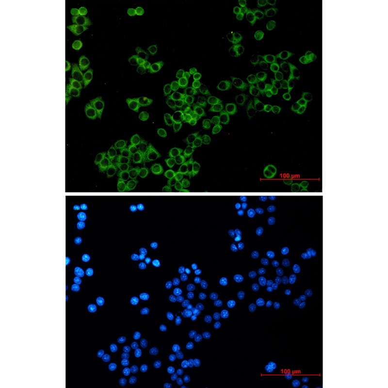 LGR6 Antibody