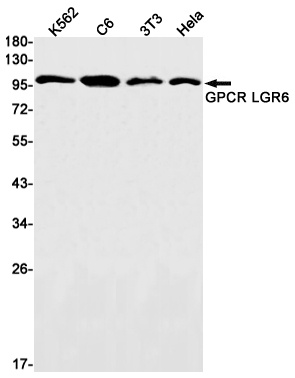 LGR6 Antibody