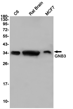 GNB3 Antibody