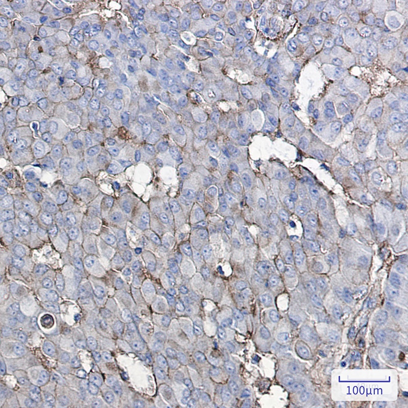GNAQ Antibody