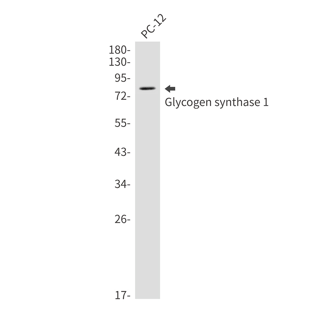 GYS1 Antibody