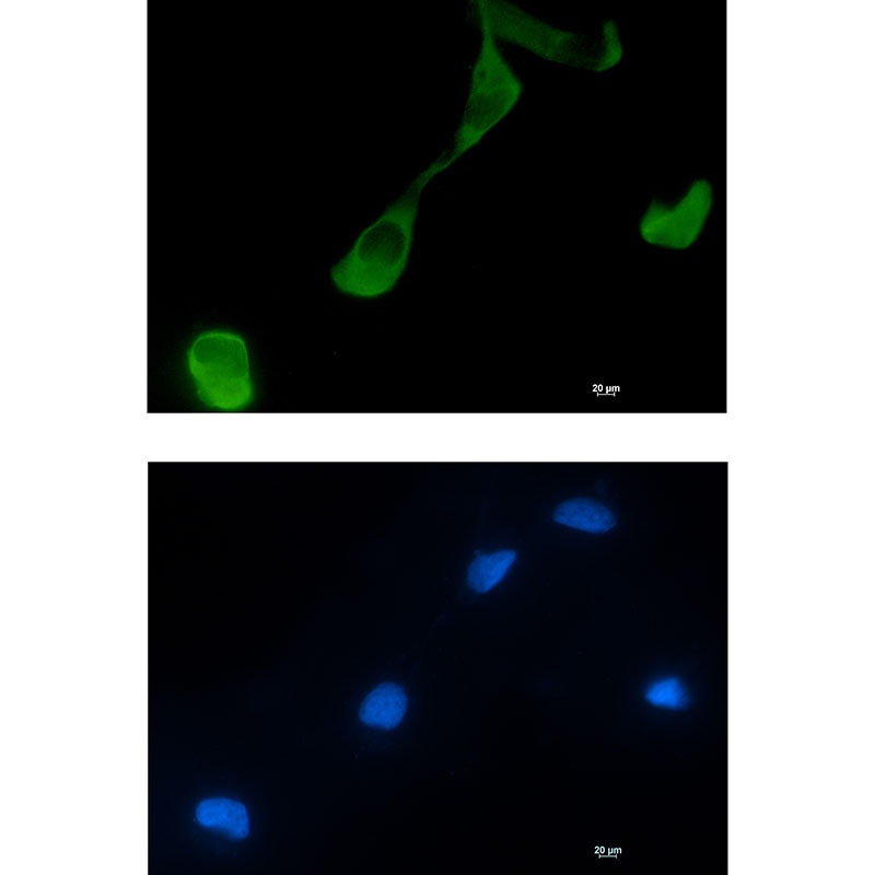 GFPT2 Antibody