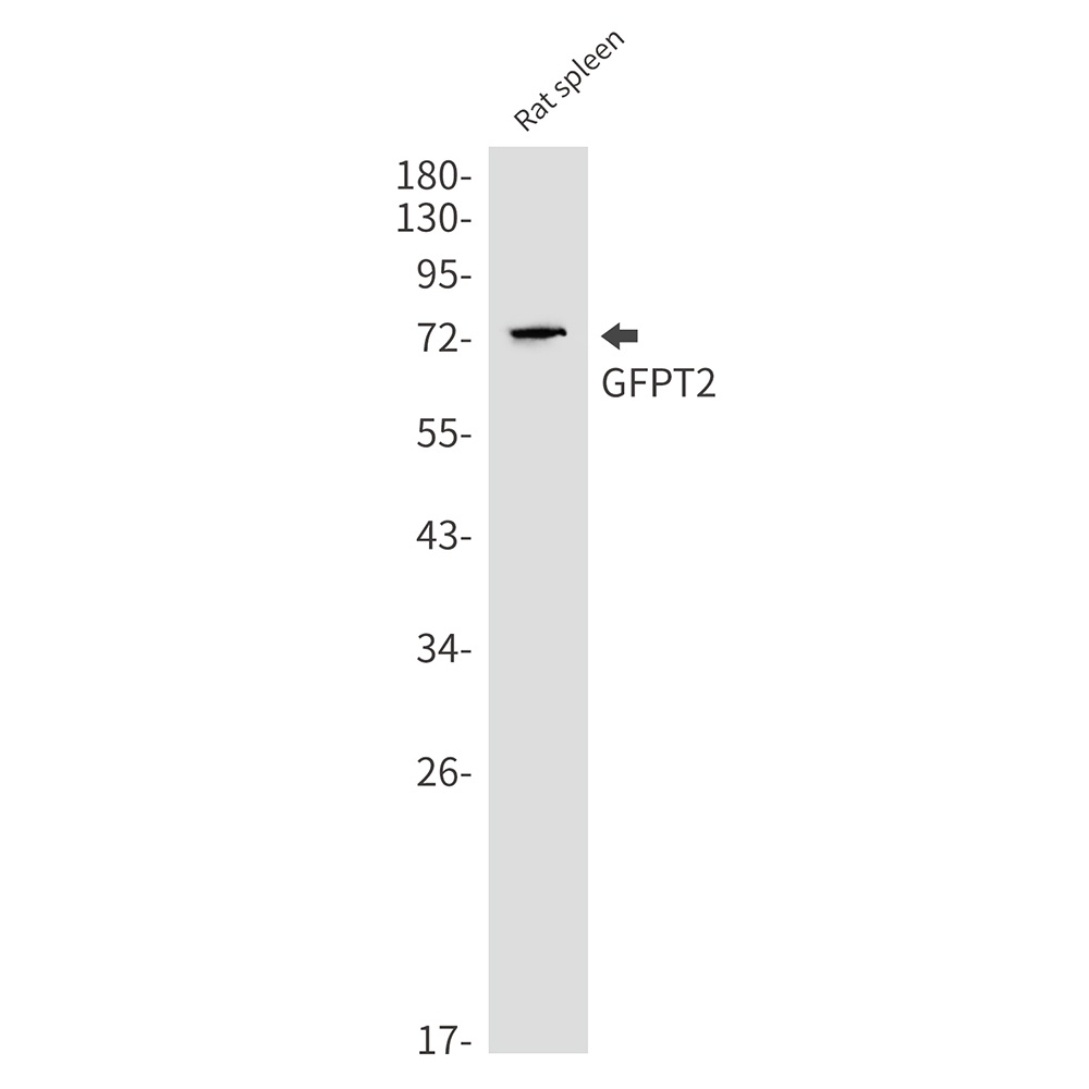 GFPT2 Antibody