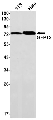 GFPT2 Antibody
