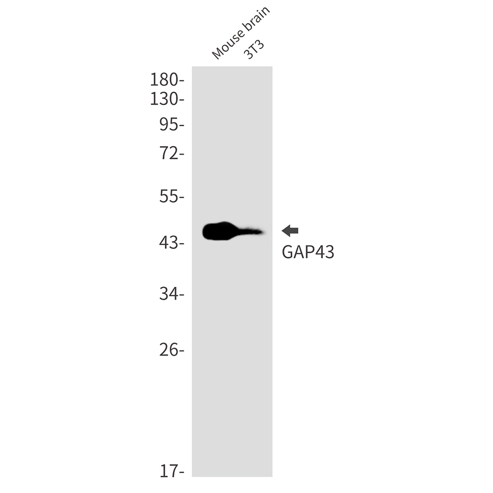 GAP43 Rabbit mAb