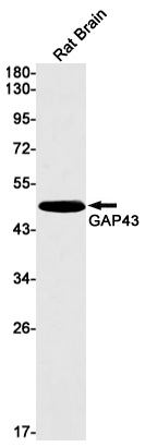 GAP43 Antibody