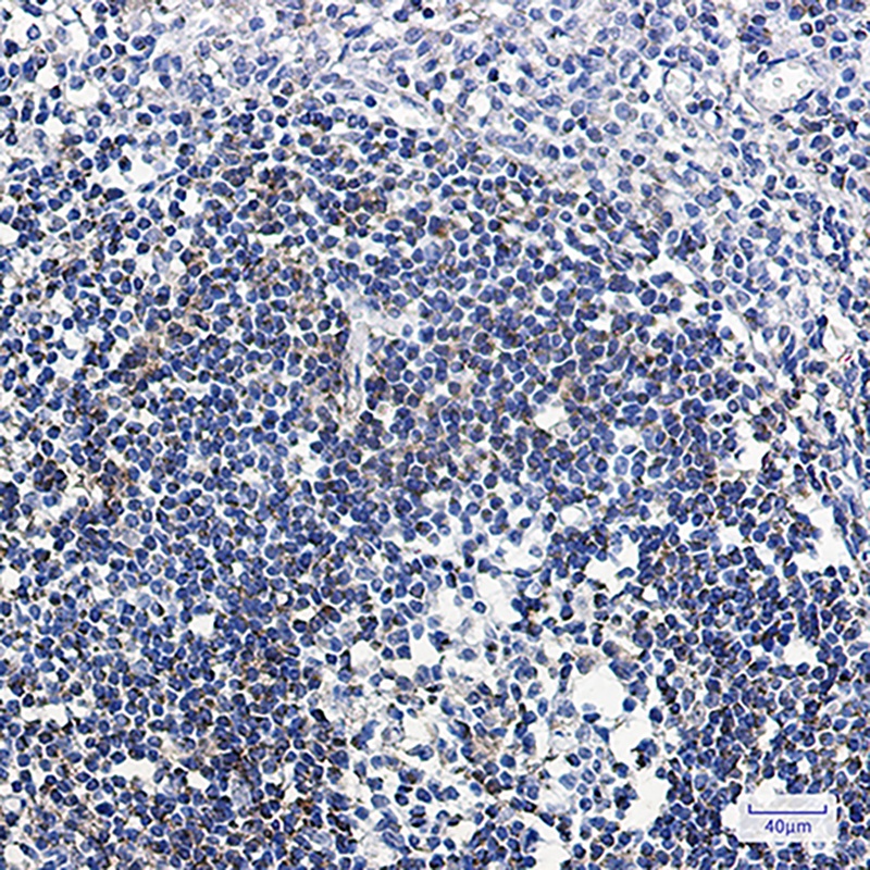 ABAT Rabbit mAb