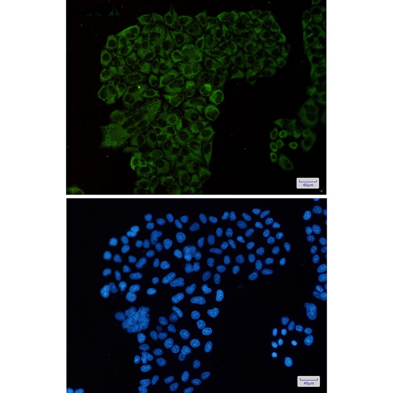 G3BP1 Antibody