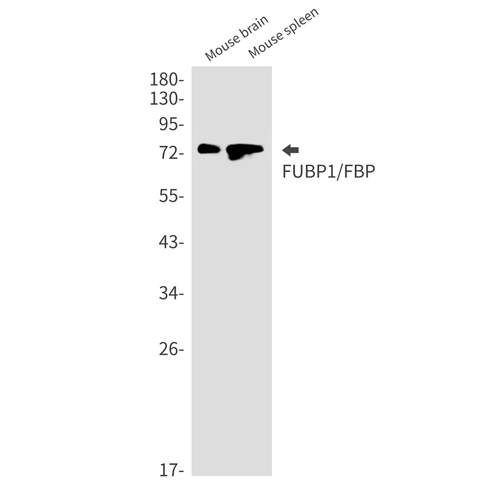 FUBP1 Rabbit mAb
